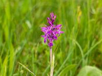 Knabenkraut Orchidee